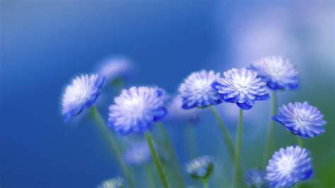 Free Download Blue Flowers Wallpaper 1920x1080 For Your Desktop