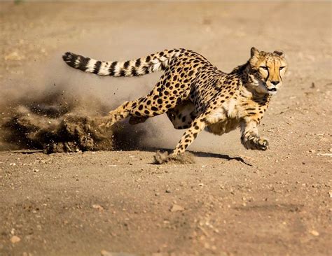 Cheetah Running At Full Speed Susan Koppel 500px Big Cats Animals