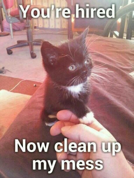Clean Up Your Cats Mess By Purchasing Products At For