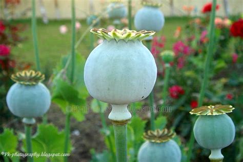 The way that the water runs through the area where the poppy seeds are planted, as well as the erosion possibilities, should also be considered. Opium Poppy Plant, Flowers and Seed Pods | Nature ...