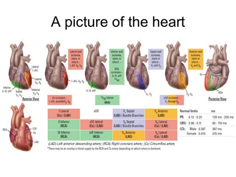 A Picture Of The Heart Cardiac Nursing Ecg Interpretation Medical
