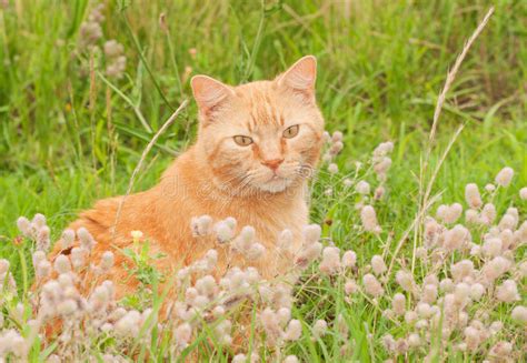 Cute Orange Tabby Cat Sitting In Tall Grass Stock Photo Image 45324490