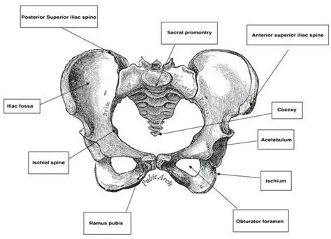 Pelvic Anatomy Labeled Pelvic Girdle Human Anatomy Organs Structure