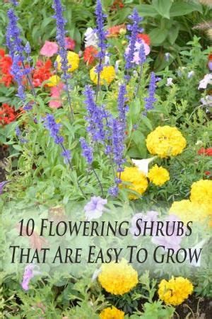 16 flowering shrubs for shade. Butterfly Bush (Zone 5 9 ) is a fast grower with droopy ...