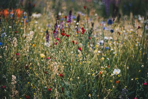 1000 Interesting Wild Flowers Photos · Pexels · Free