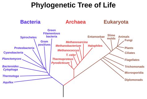 Phylogenetic Tree Last Universal Common Ancestor Wikipedia