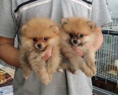 Pomeranian Puppies Sold 5 Years 6 Months 2 Teacup Female Pomeranian