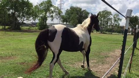 Ok here's what i think: Our dark brown and white paint horse Beauty loping. - YouTube