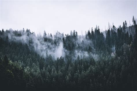 Forest Fog Clouds Free Photo On Pixabay