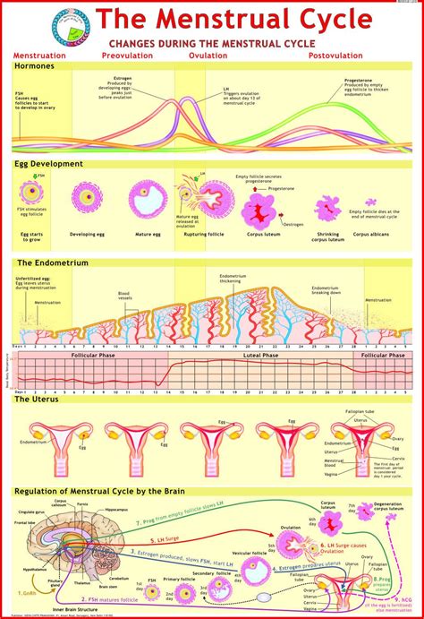 Female Hormone Cycle Chart Vrogue Co