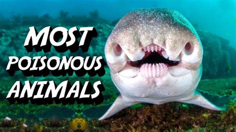 Worlds 10 Most Poisonous Animals Youtube