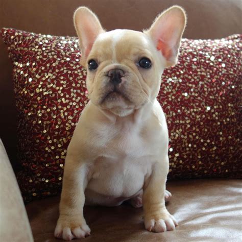 French bulldogs are one of the most popular breeds chosen by potential pet owners nowadays. Cream Colored French Bulldog Puppies for Sale - BubaKids.com