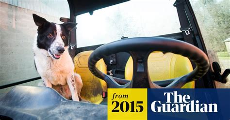 Tractor Driver Collared After Sheepdogs Hairy Foray On To Motorway