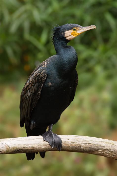 Great Cormorant Aquatic Birds Pet Birds Birds
