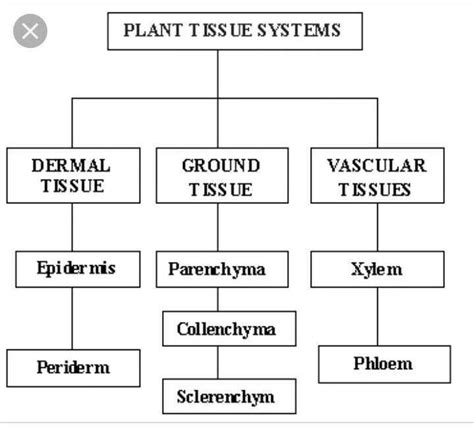 The Chart Below Shows The Three Main Types Of Plant T