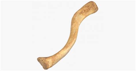 These structures are brought into motion by skeletal muscles. 3D Human Clavicle Bone ( Collarbone ) 01