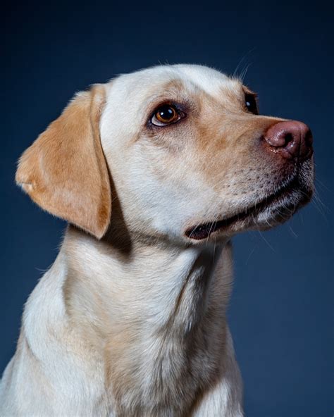 Studio Dog Photography Portraits From £3500 — Squire And Squire