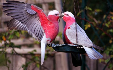 10 New Beautiful Wallpapers Of Love Birds Full Hd 1920×1080 For Pc