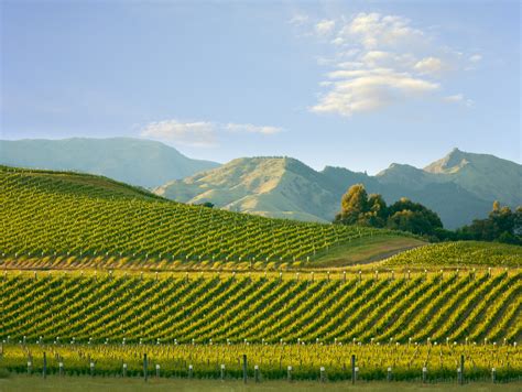 Profitability in New Zealand's Marlborough wine region falls by 13% - The Drinks Business