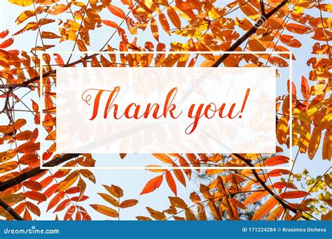 Thank You Colorful Greeting Autumn Foliage Stock Photo Image Of