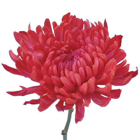 Wholesale Red Cremon Mum Flower ᐉ Bulk Red Cremon Mum Flower Online In