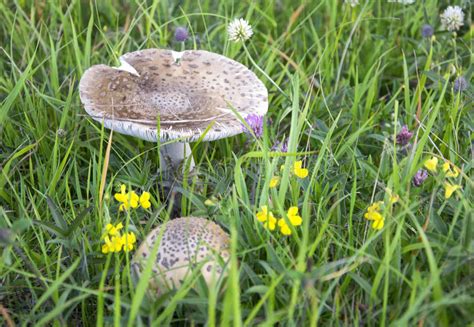 Grey Mushroom In Green Grass Ready To Be Harvested Stock Photo Image