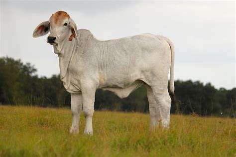Registered Brahman Cattle For Sale