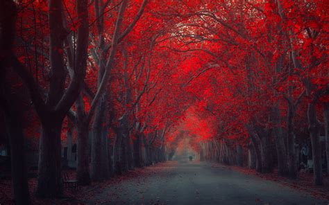 Red Autumn Street Wallpapers And Images Wallpapers Pictures Photos