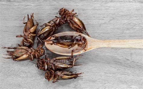 Eating Insects Could Be The Next Food Craze To Hit Your Plate Heres