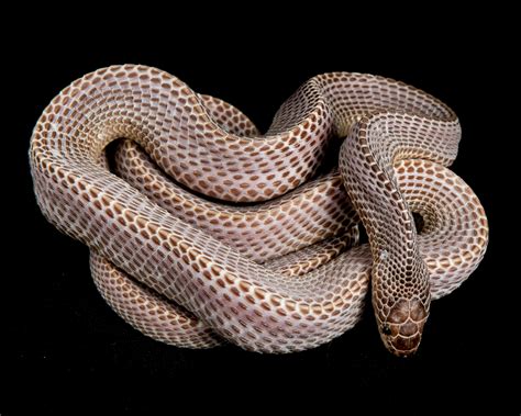 File Snake Outback Reptiles