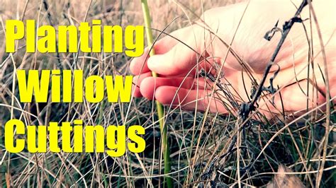 Planting Willow Cuttings Youtube