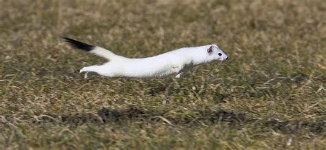 Short Tailed Weasel Mustela Erminea Photograph By Konrad Wothe Pixels