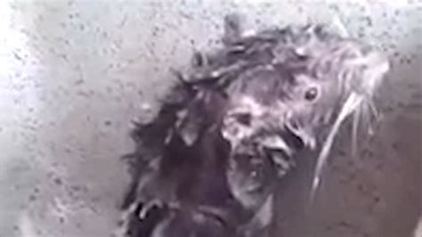 Rat Takes A Shower Metro Video