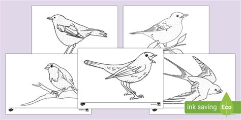 Spring Birds Pattern Tracing Activity Teacher Made