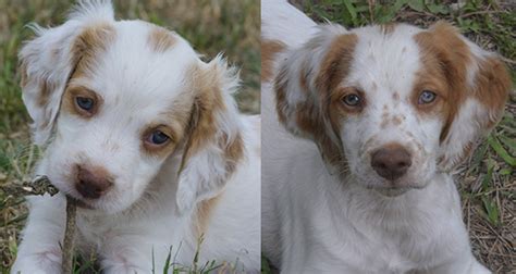 These are gorgeous high quality brittany…. Alar Brittanys - Brittany Breeder/Puppies for Field, Show, Hunting and Home - Idaho, Arizona ...