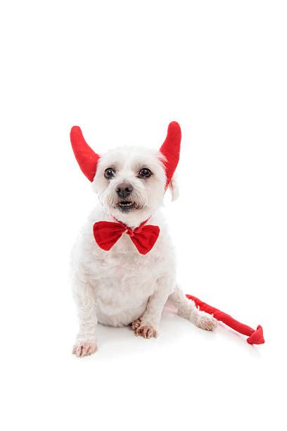 Devil Tail Stock Photos Pictures And Royalty Free Images Istock