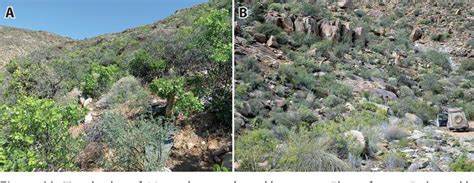 Pdf Mantophasmatodea From The Richtersveld In South Africa With