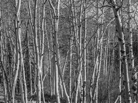 Birch Tree Forest On The Way Down From Pikes Peak Smithsonian Photo