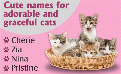 Really Unique Cat Names Youll Definitely Love Cat Appy