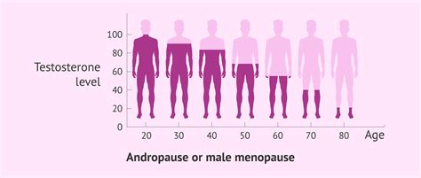 what is the andropause the male version of the menopause explained