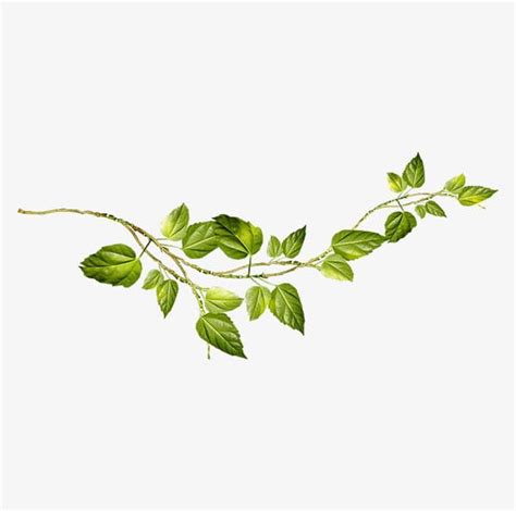 Download Green Vines Png Png And  Base