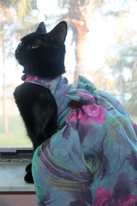 There are 2478 cats in clothes art for sale on etsy, and they cost $18.79 on average. cat cats pretty eyes black cats cats in clothes cats ...
