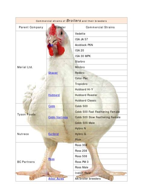 Breed Of Poultry Broiler Birds