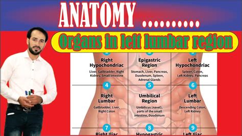 Regions Of Abdomen Organs In Left Lumbar Region Made Easy Youtube