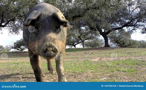 4K Black Iberian Pigs Through The Oak Trees In Dehesa Landscape Of