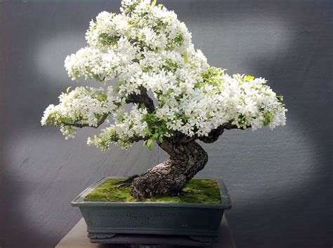 20 Of The Worlds Most Beautiful Bonsai Trees Flowering Bonsai Tree