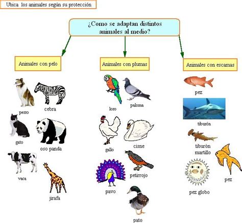30 Clasificacion De Los Animales Segun Su Alimentacion Mapa Conceptual