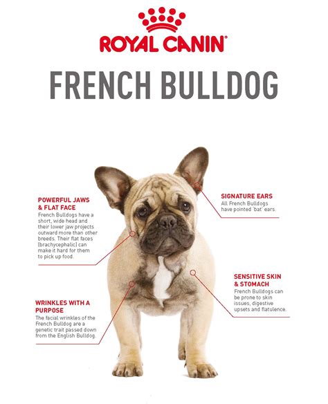We pride ourselves on the quality of frenchie and service provided. French Bulldog Breeder Profile