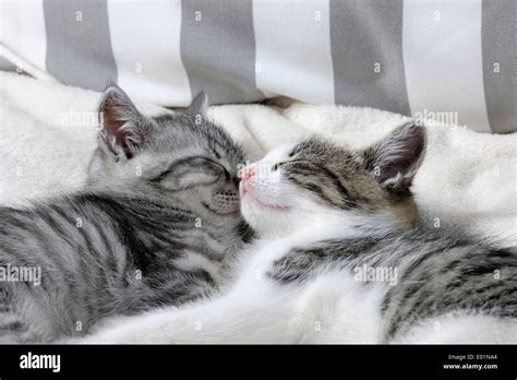 Domestic Cat Two Kittens Cuddling Together While Sleeping Germany