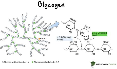 Glycogen Structure And Glycogenolysis Mcat Biochemistry Medschoolcoach
